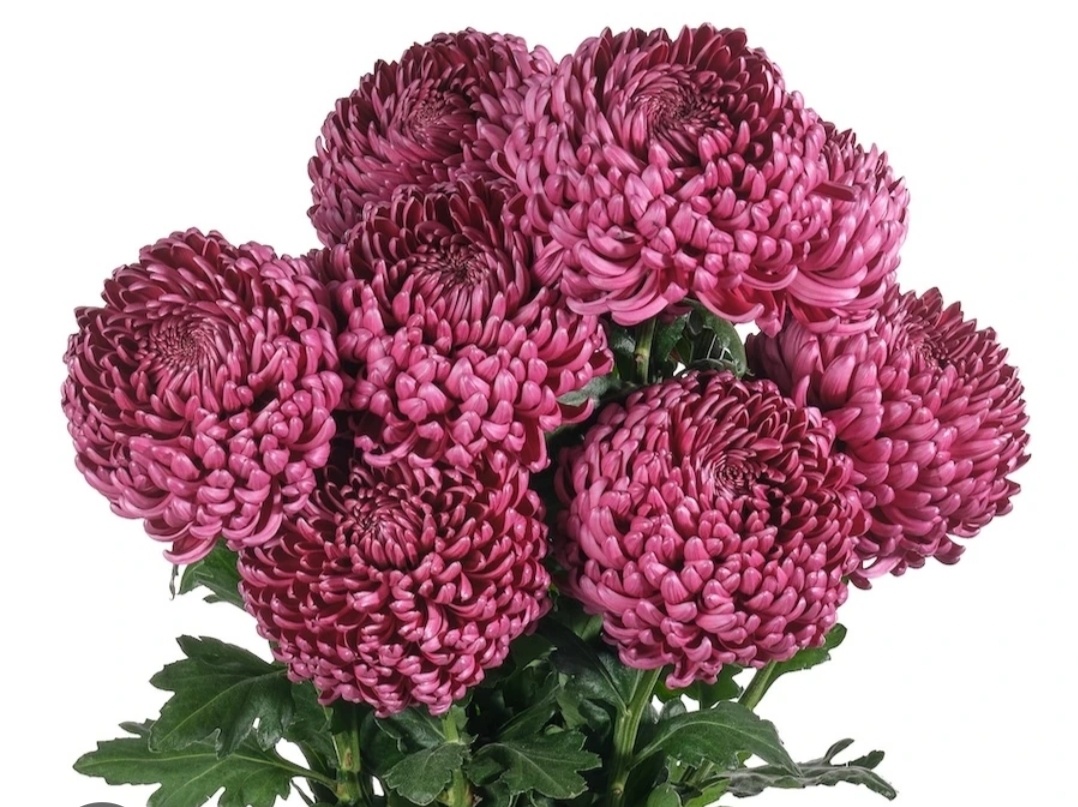 Фото из интернета.