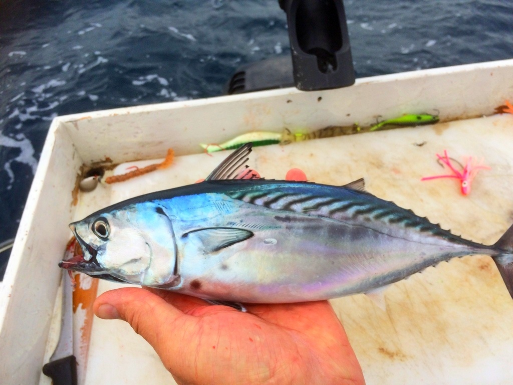 Скумбриевидный тунец