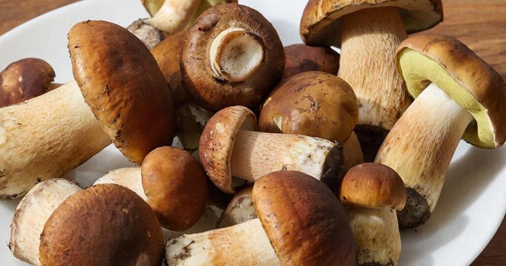 Новосибирский нутрициолог объяснила, кому не стоит есть грибы