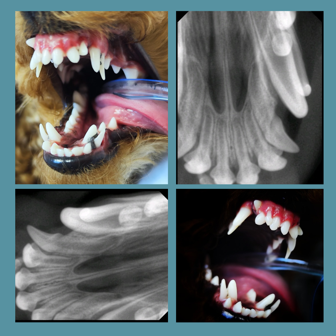 ретенция и дистопия резцов 103 и 203 у щенка.Так же визуализируются персистирующие клыки и резец на верхней челюсти