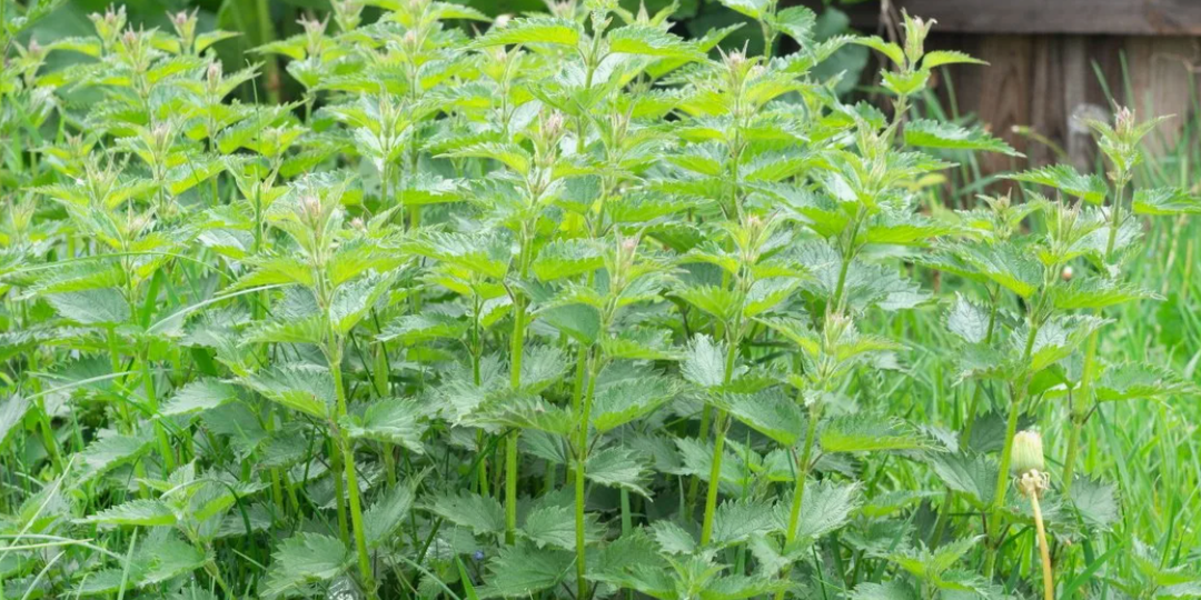 Более 10 причин оставить крапиву на участке