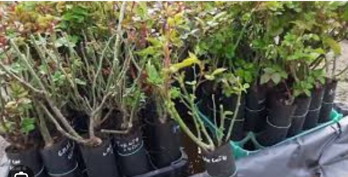 Саженцы роз, готовые к посадке