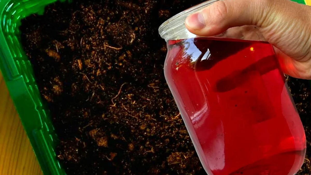 Поливайте марганцовкой — защитите от чёрной ножки!