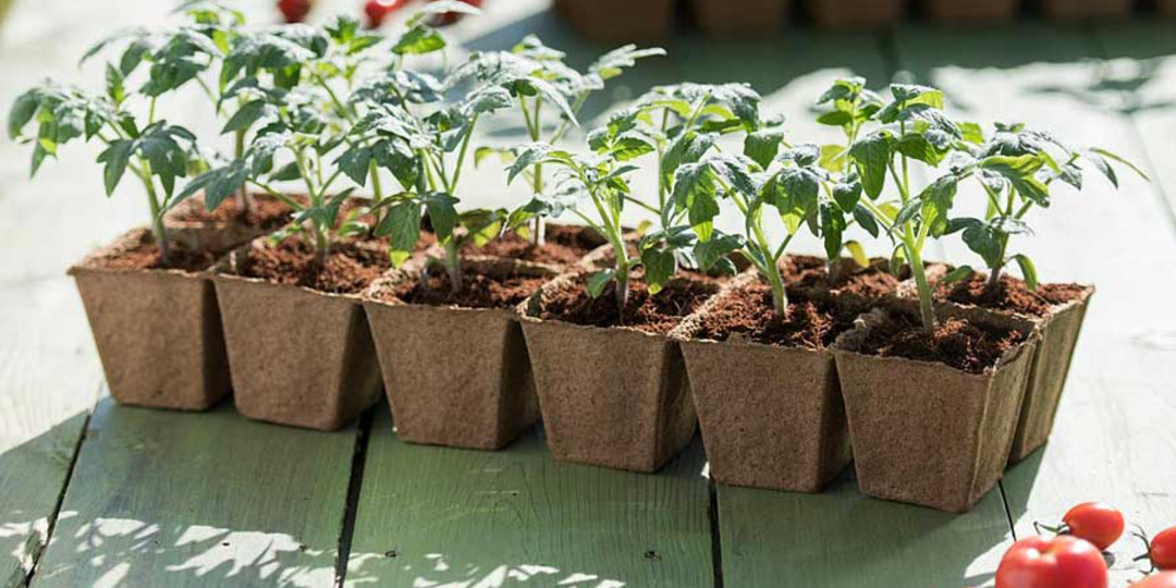 Вы убиваете свою рассаду «заботой»: 10 популярных советов, которые вредят больше, чем приносят пользу