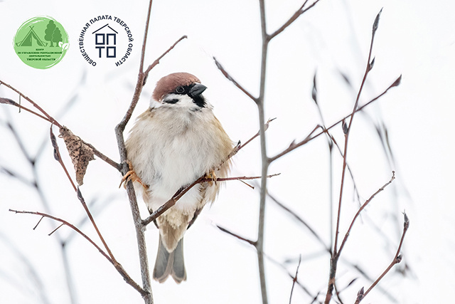 Полевой воробей. Вид также участвует в переписи, т.к. он более активно стал переселяться с окраин в центры городов, что представляет интерес для ученых