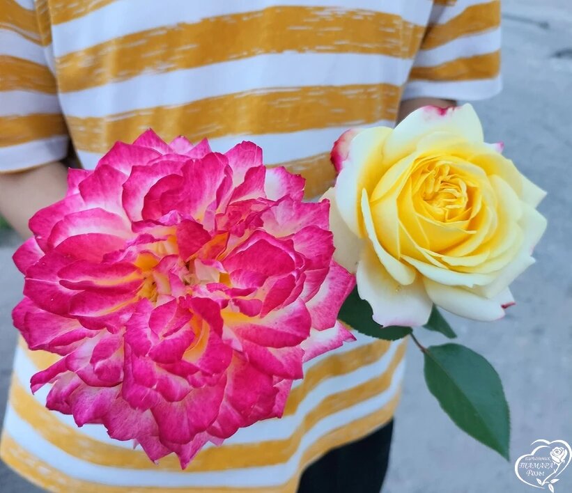 KORDES JUBILEE (Юбилей Кордеса). Фото питомника Тамара розы