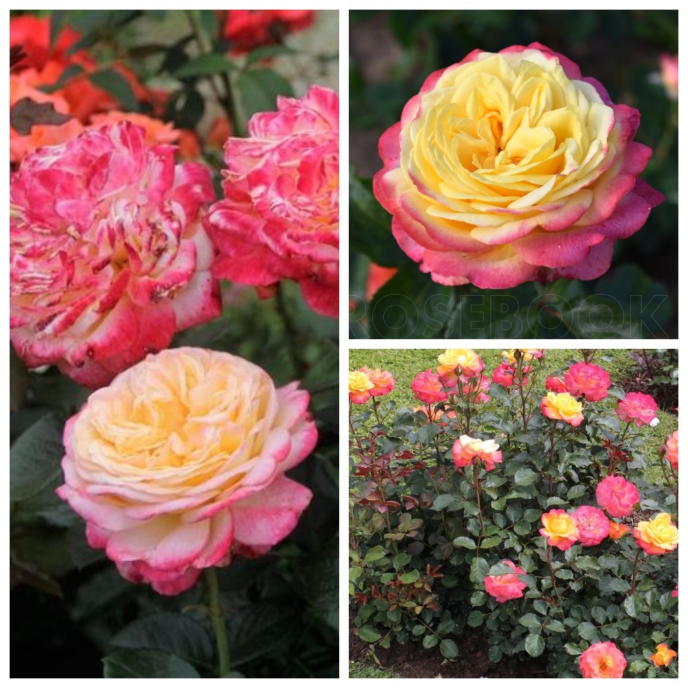 Роза юбилей Кордеса. Фото с сайта Энциклопедия роз.