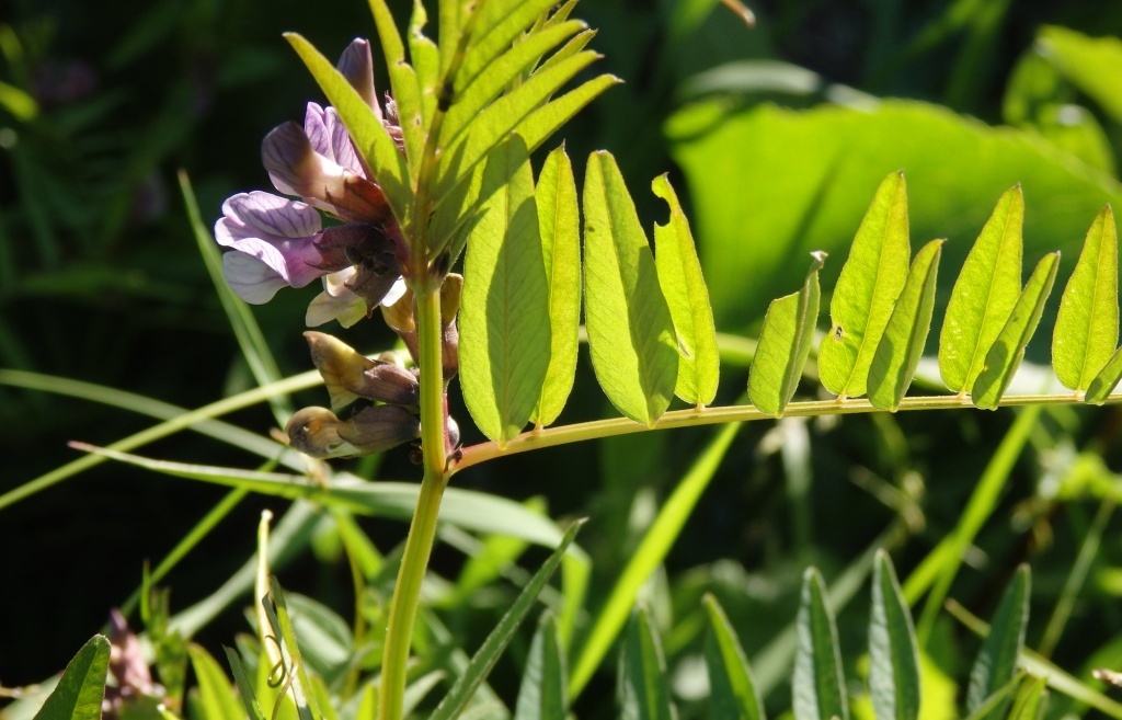  Горошек заборный