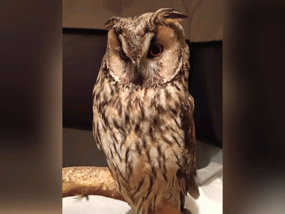     Фото: "Сердце Леса"