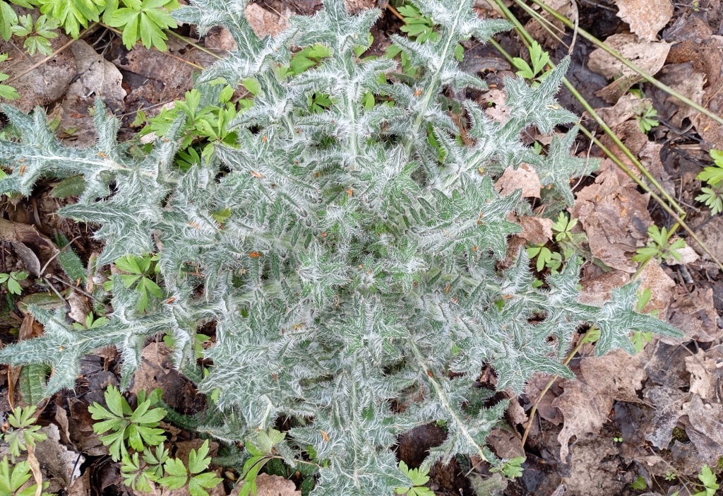  Чертополох