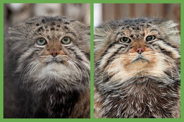    Фото Новосибирского зоопарка