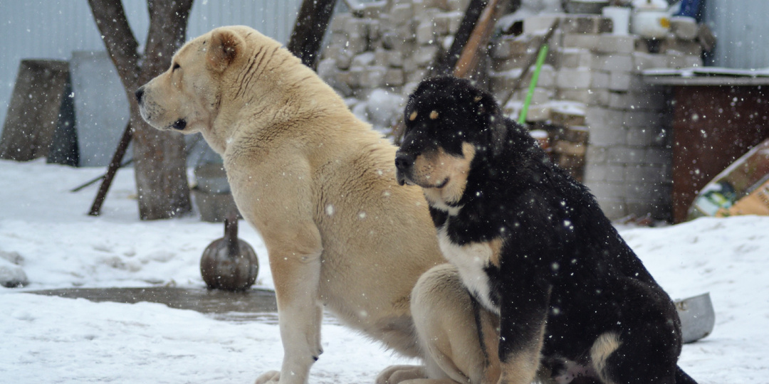 Морозы пришли, как спасаемся?