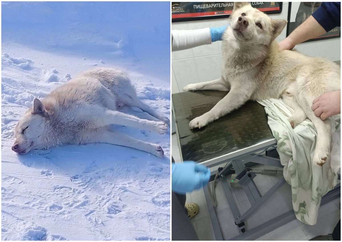    Фото: Приют "Феникс"