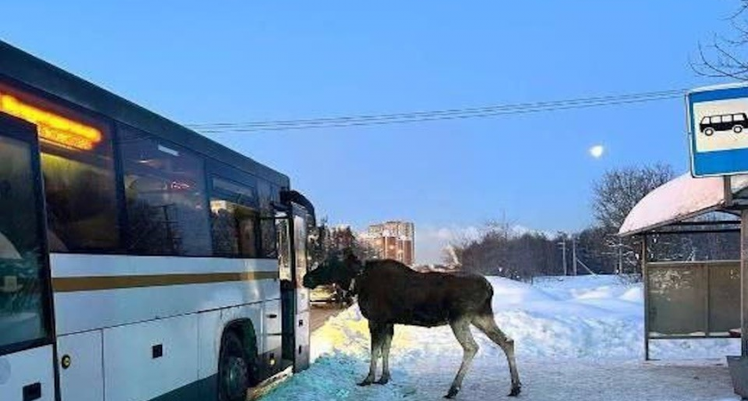   В Подмосковье лось попытался прокатиться на пассажирском автобусе Госавтоинспекция