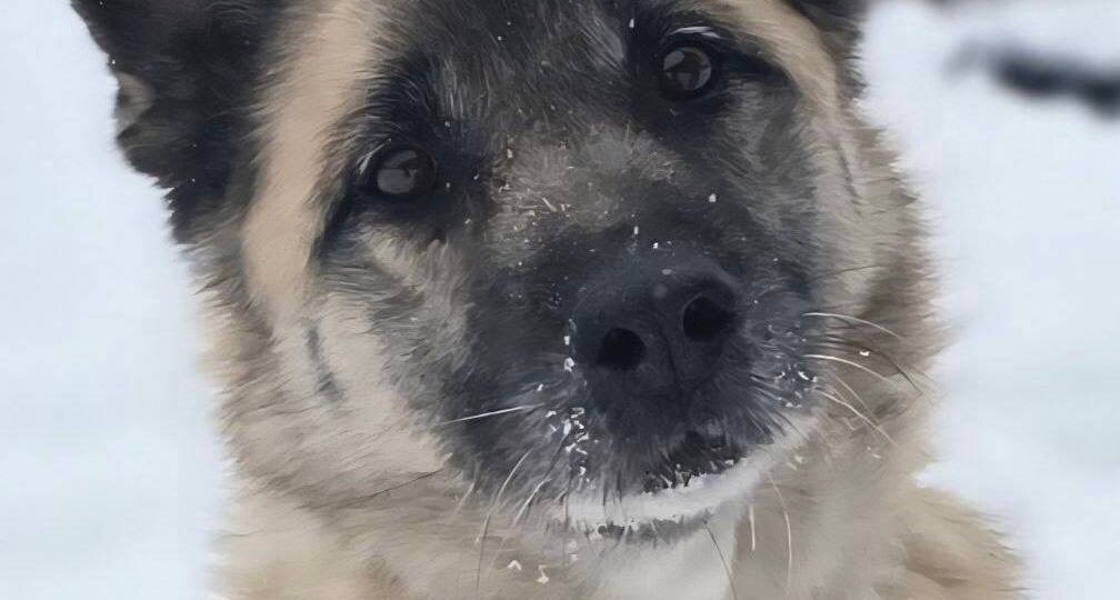 Внешность обманчива! Даже у самых грозных с виду собак может быть душа котенка…