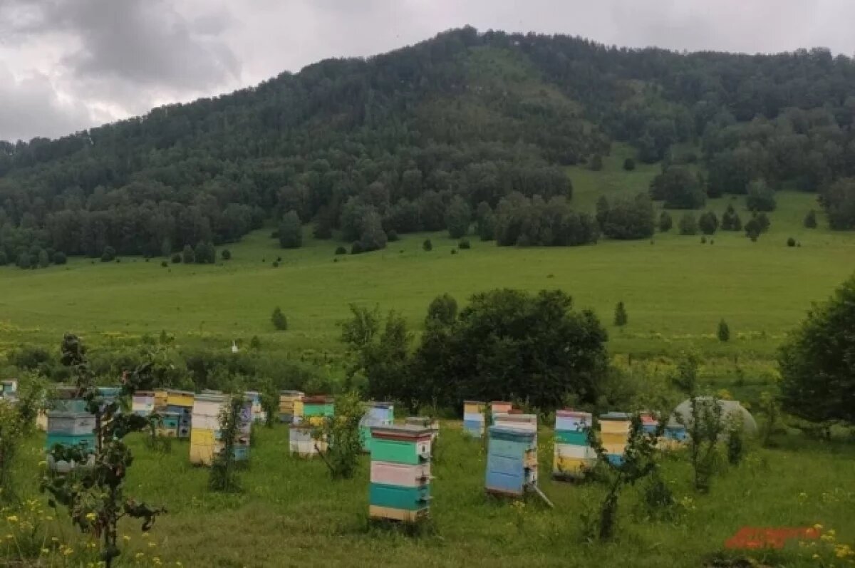    Пчеловодов Тюменской области не предупредили о химобработке полей