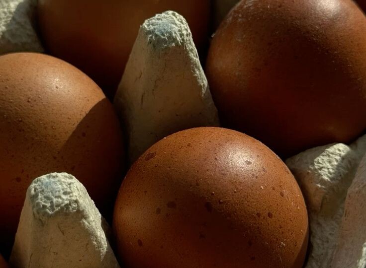 Почему яйца от куриц свободного выгула полезнее?