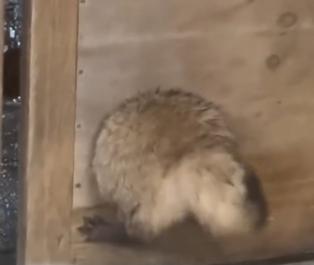 Я как эта енотовидная собака. Залезла в дом, нажралась и обратно вылезти не может 