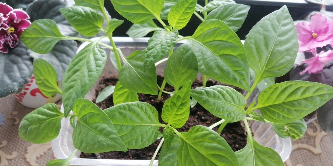 Высеваю сладкий перец по принципу "посадил-забыл". Рассада как дубы