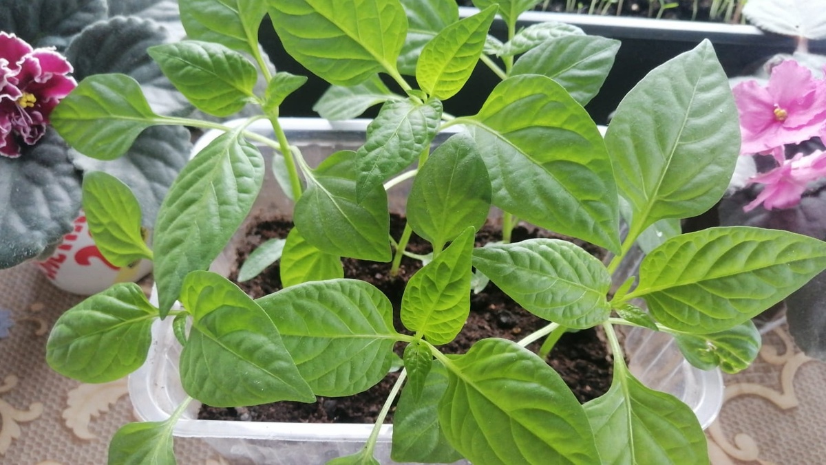 Метод "посадил-забыл"