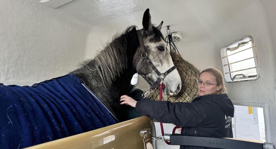 Сообщество «Лотос» спасает обреченных на гибель лошадей