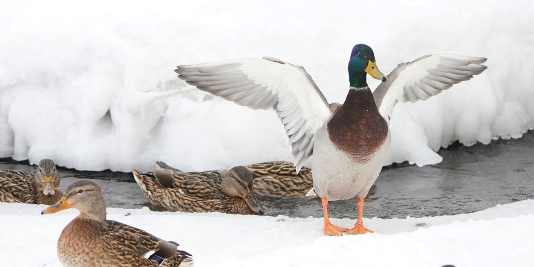 «Остались на каникулы»: тысячи пермских уток не улетели на юг