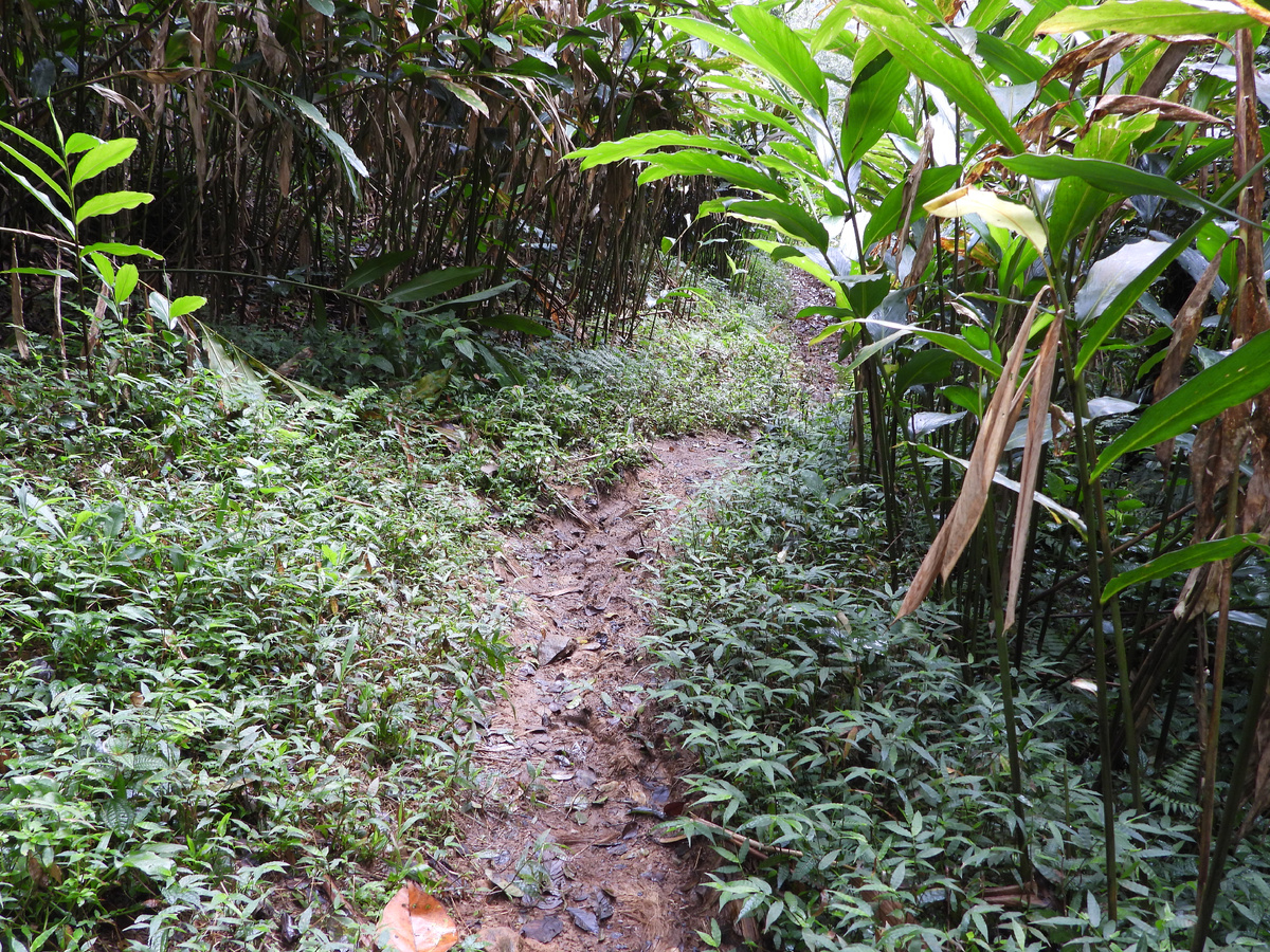 Начало тропы