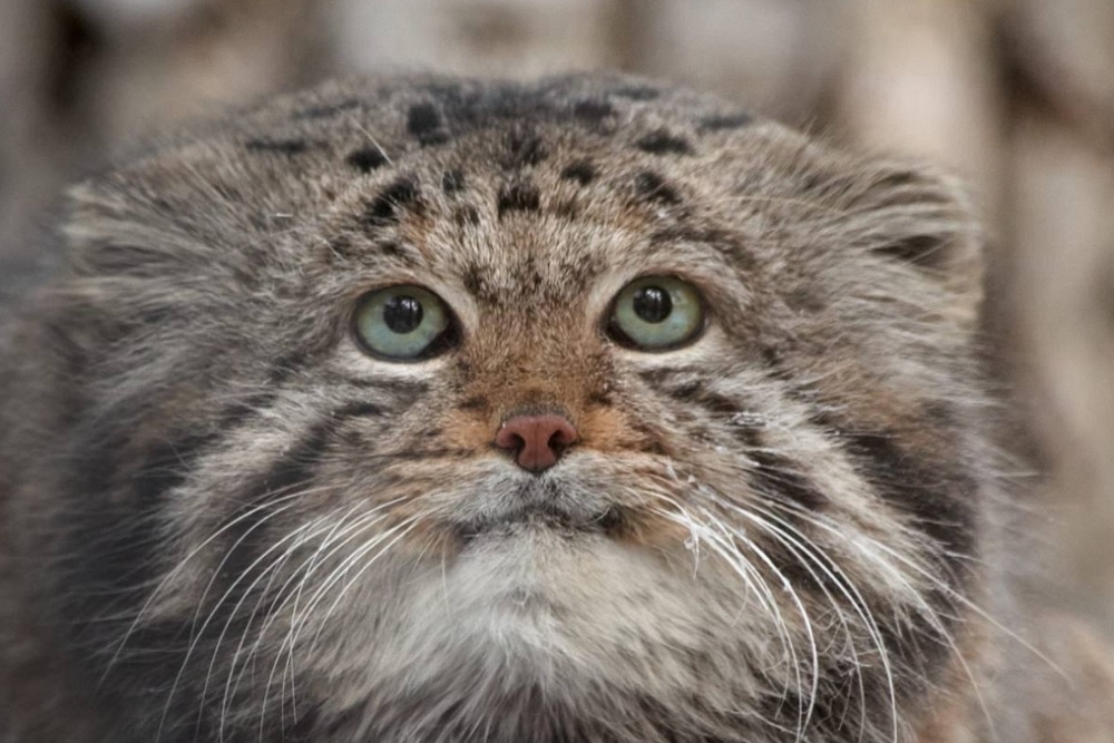    Новосибирский зоопарк