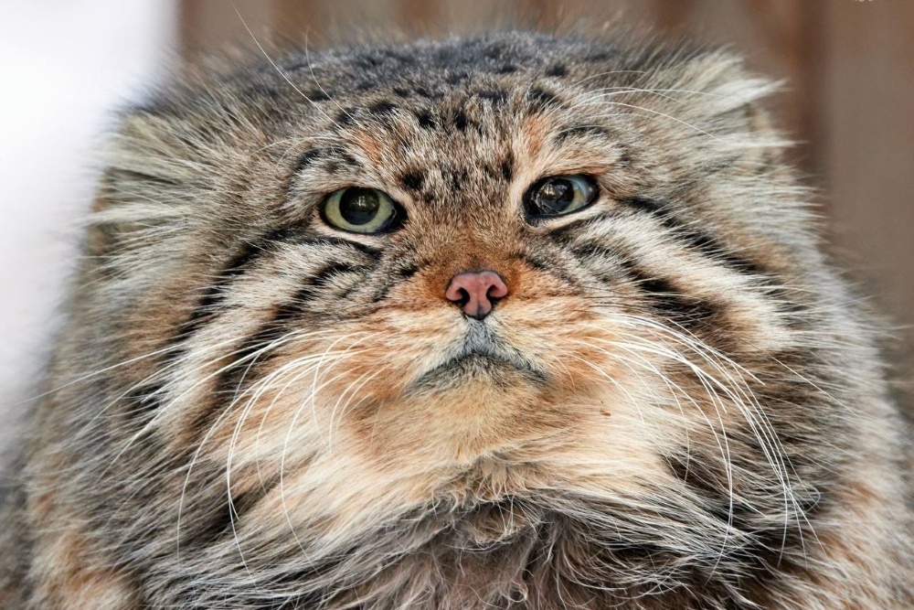     Фото: Новосибирский зоопарк