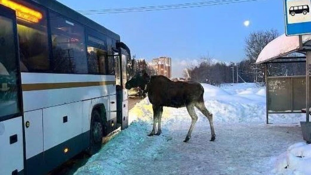    Госавтоинспекция России