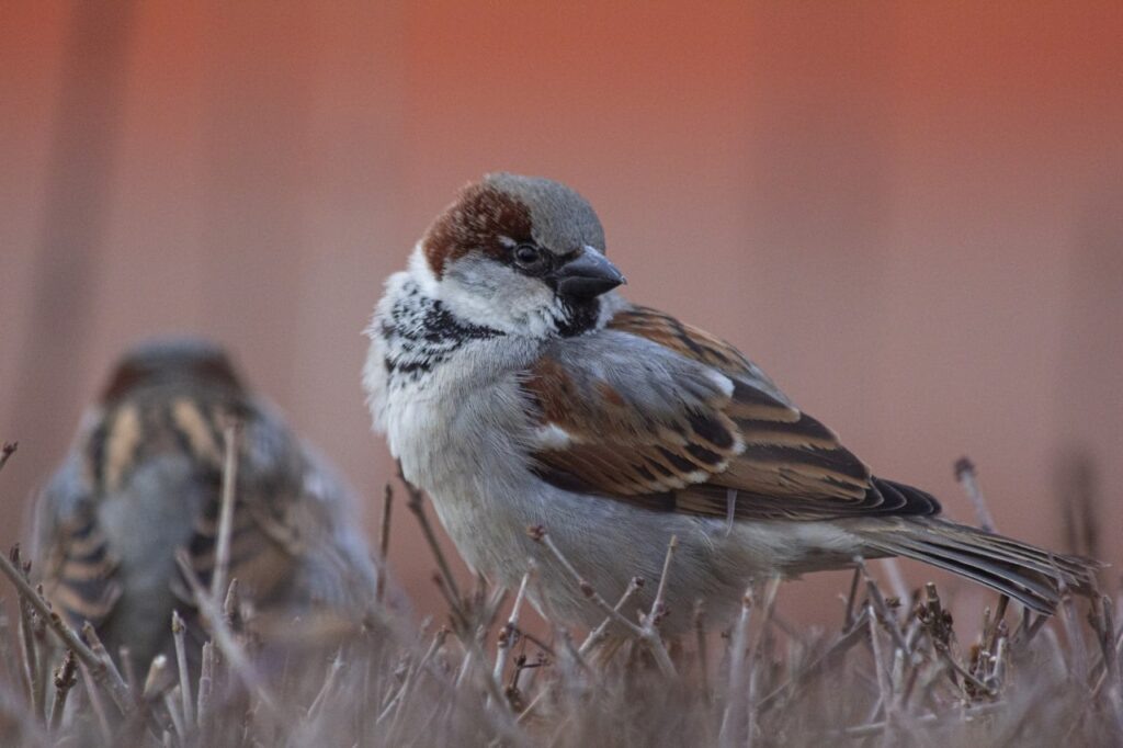     «Воробей из Гумбиннена», 2021 г.     
Фото: Евгений Акатов / «Московские новости»