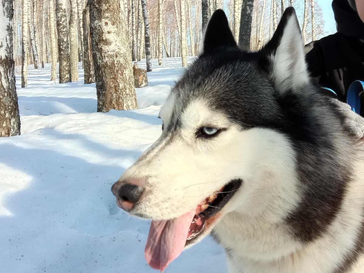 Пёсик с базы Хаски хаус