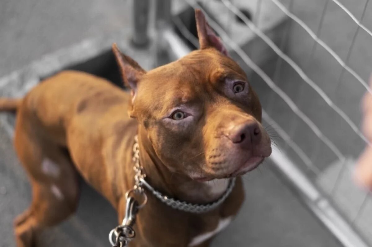    Более 900 питомцев отправились в путешествие в поездах из Воронежа