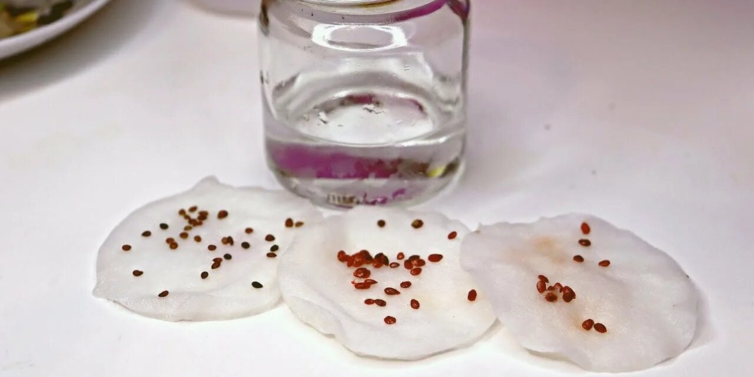 20 способов и средств для  замачивания семян перед посадкой! Сохрани в избранное - всегда пригодится.