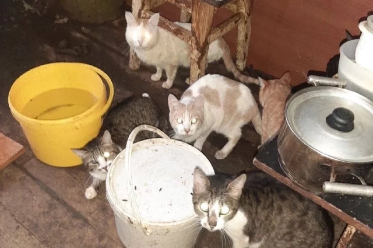    В Самаре из затопленной квартиры спасли живших две недели без еды 13 кошек