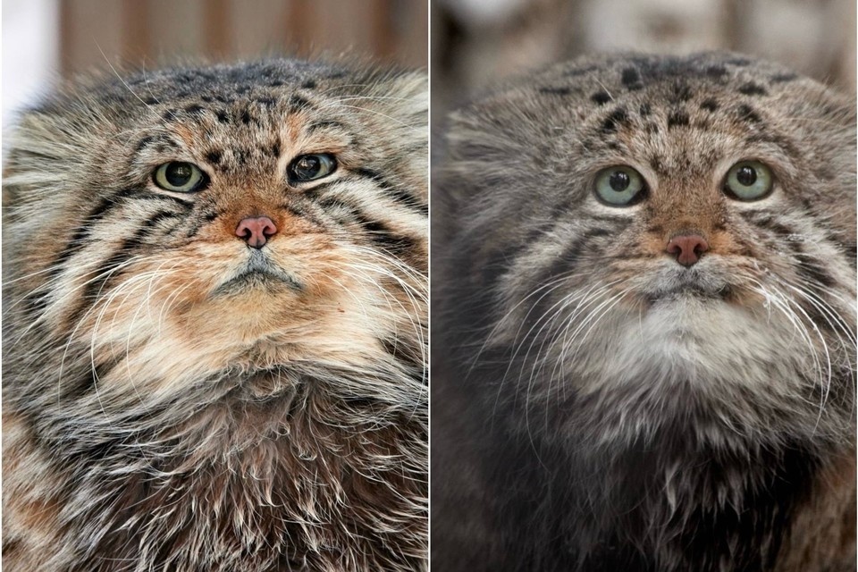 Зоопарк простился с манулами Зеленогорском и Карагандой. Фото: пресс-служба Новосибирского зоопарка имени Р. А.Шило
