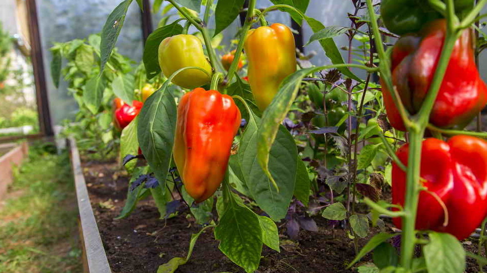 Сею сладкий перец в точные даты. Урожай в 2 раза больше обычного