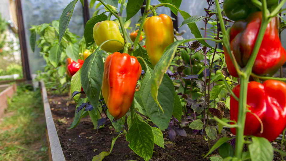 Результат точного расчета сроков посева - богатый урожай качественных плодов