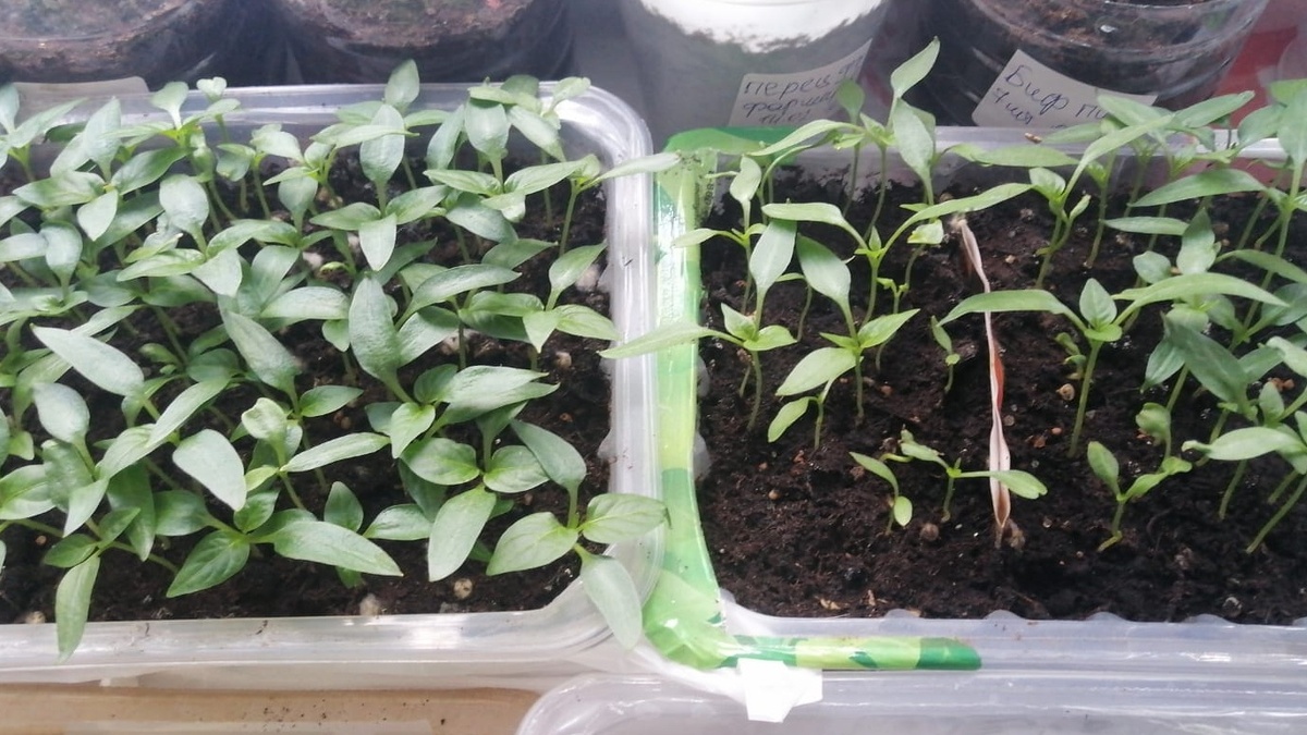 Ранние и поздние сорта развиваются с разной скоростью