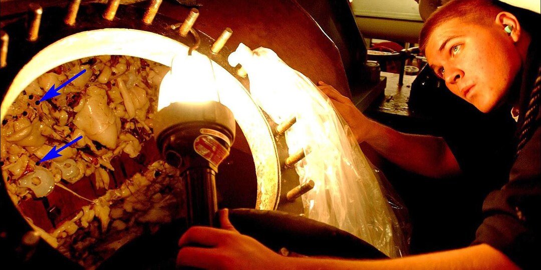 Как кальмары вредят корабельным атомным энергетическим установкам