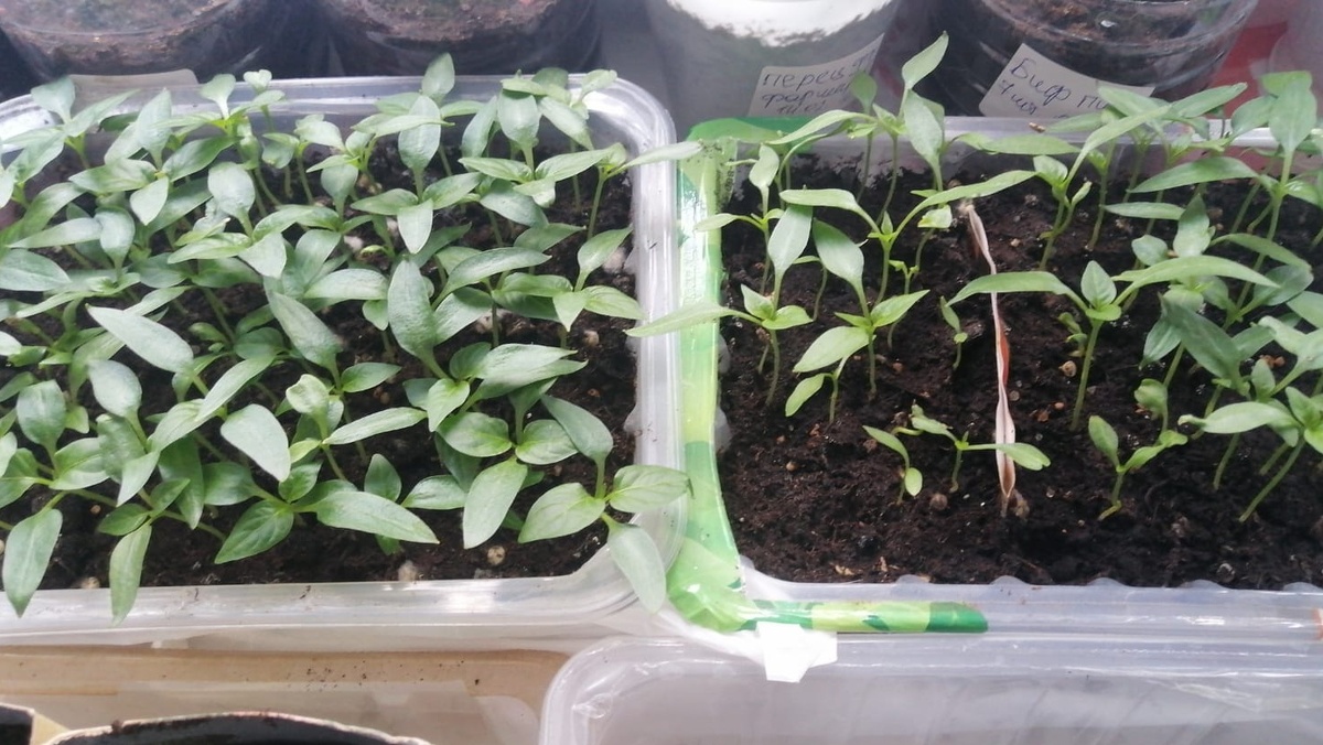 Разница между неудачными и успешными методами очевидна уже через месяц