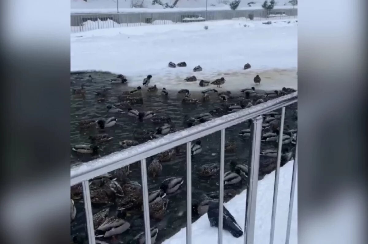    Воронежцам объяснили, почему не стоит переживать за уток из парка «Динамо»