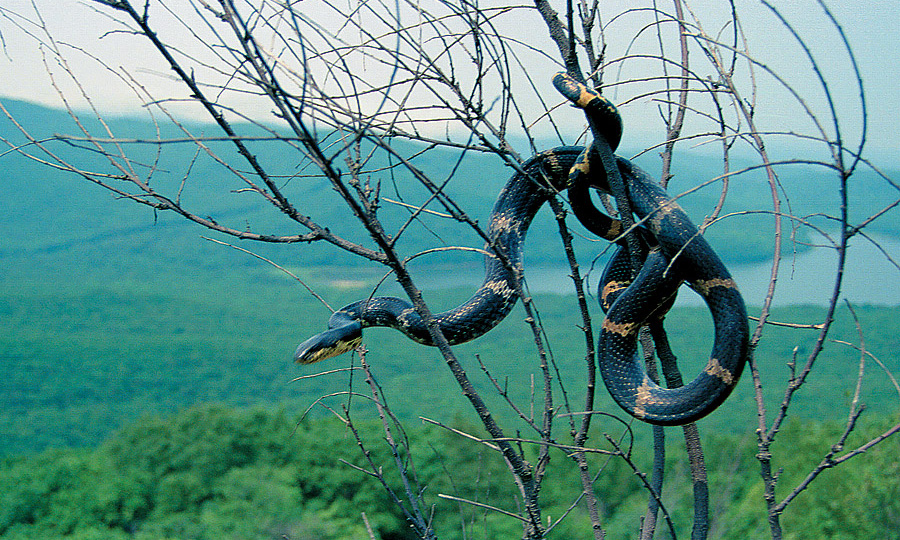 Амурский полоз: таинственный обитатель дальневосточных лесов