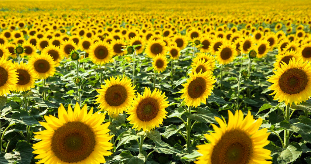 На заметку пчеловоду: медоносные растения - календарь цветения и продуктивность