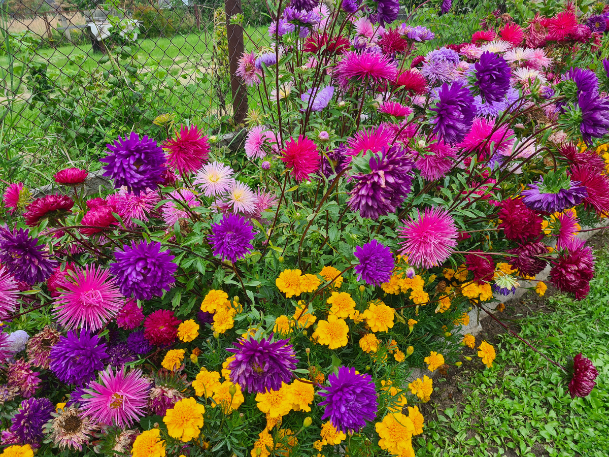 Астра - цветение 2025 год. Фото из личного архива.