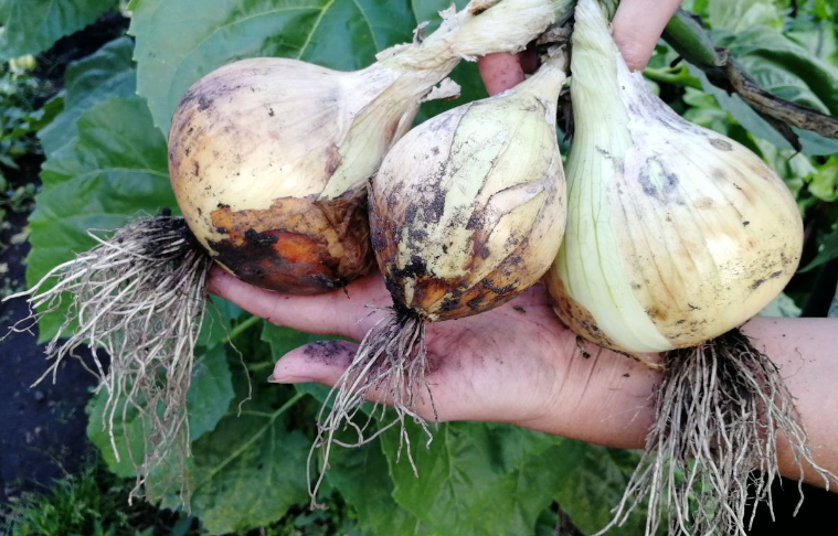 Мой первый Эксибишен, фото автора