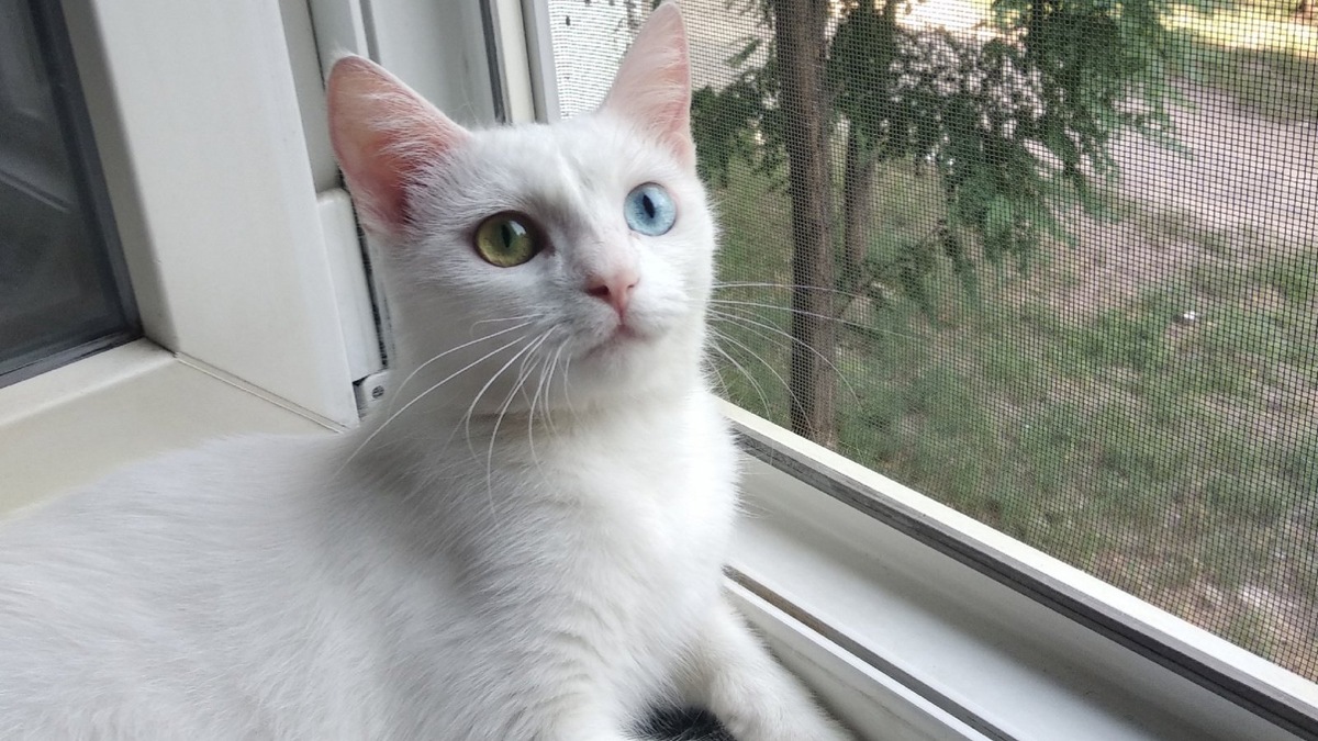    Гетерохромия — это безобидная особенность некоторых кошек