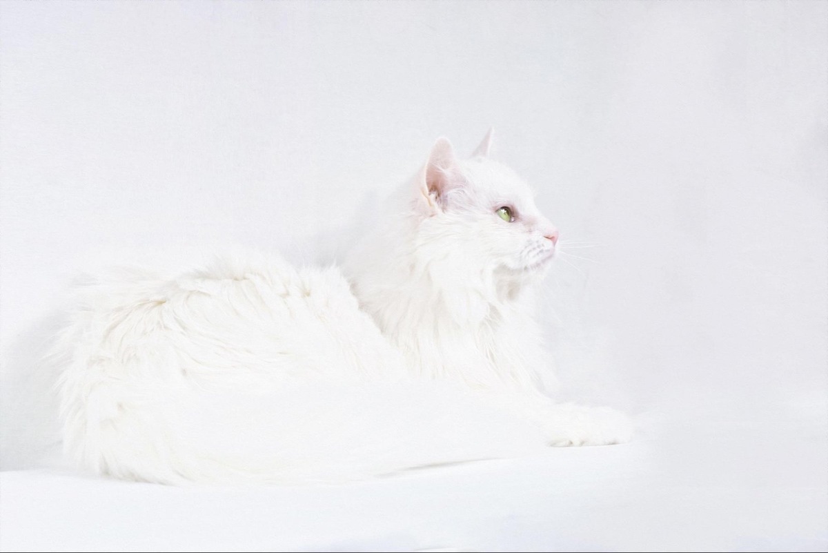    Турецкий ван — ревнивый питомец, который привязывается к владельцу и не терпит конкуренции