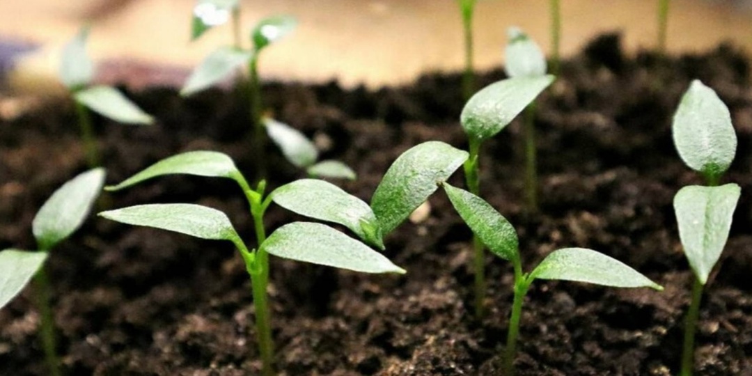 Как и когда правильно сажать и пикировать перец. Благоприятные дни по Лунному календарю в феврале, марте и апреле 2026 года