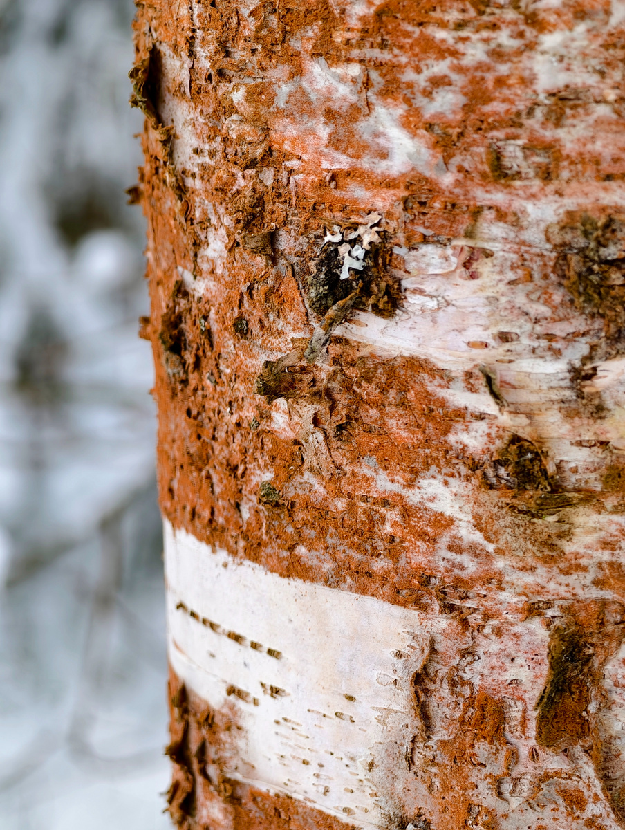 Берёза в оранжевой "пыльце" 